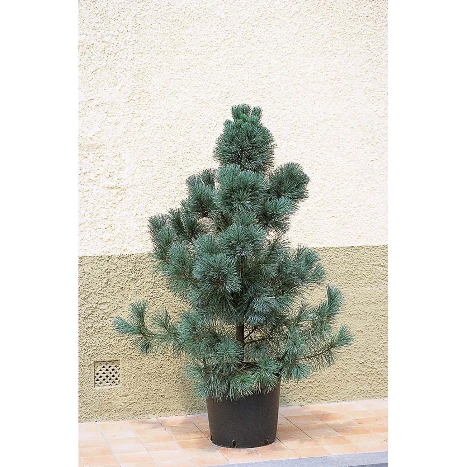 Sosna Ammerland - wys. 100-120 cm