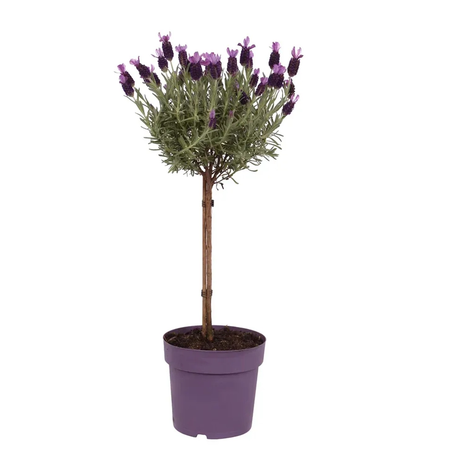 Lavandula st. Anouk na pniu Wys. 50cm don. 14cm