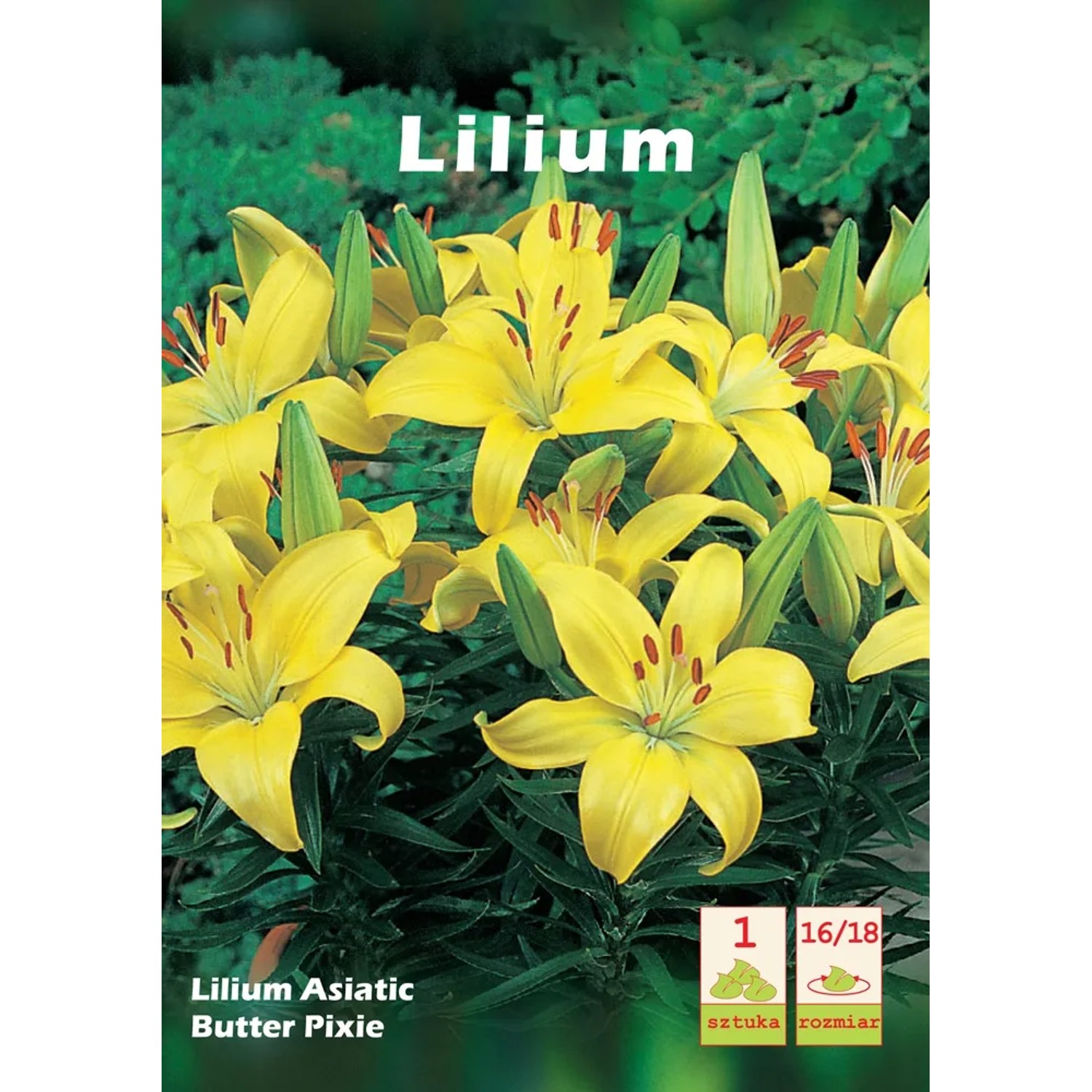 Lilium asiaticum Butter Pixie 1szt. 16/18