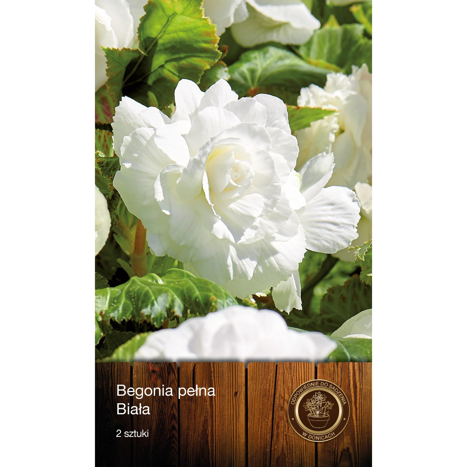 Begonia Pełna Biała 2szt.