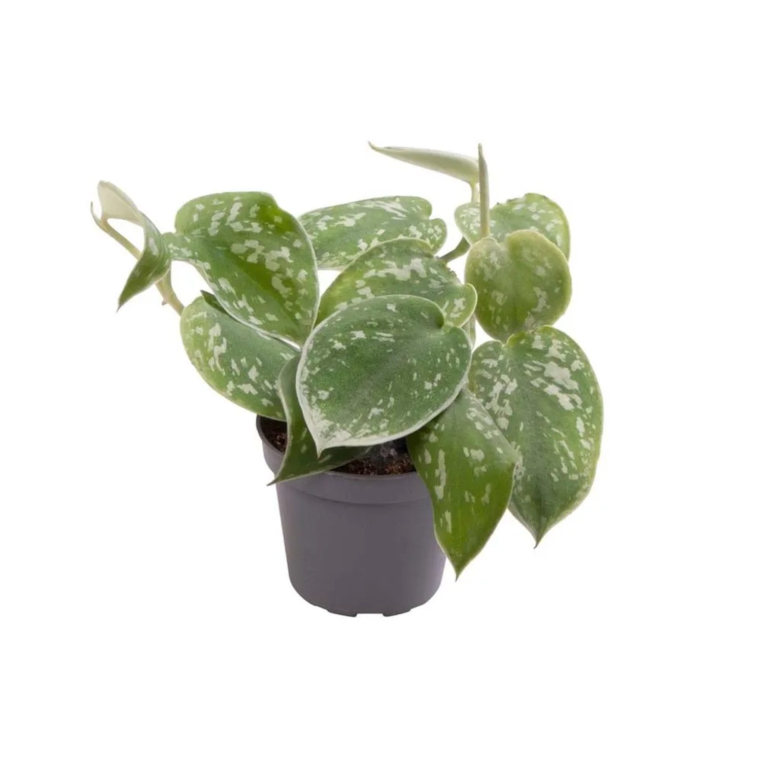 Filodendron Scandens Pictus - don. 6 cm