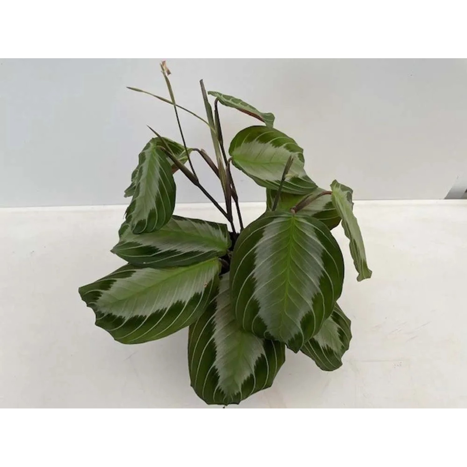 Maranta Leuconeura Excl. Dark&Grey - don. 12 cm