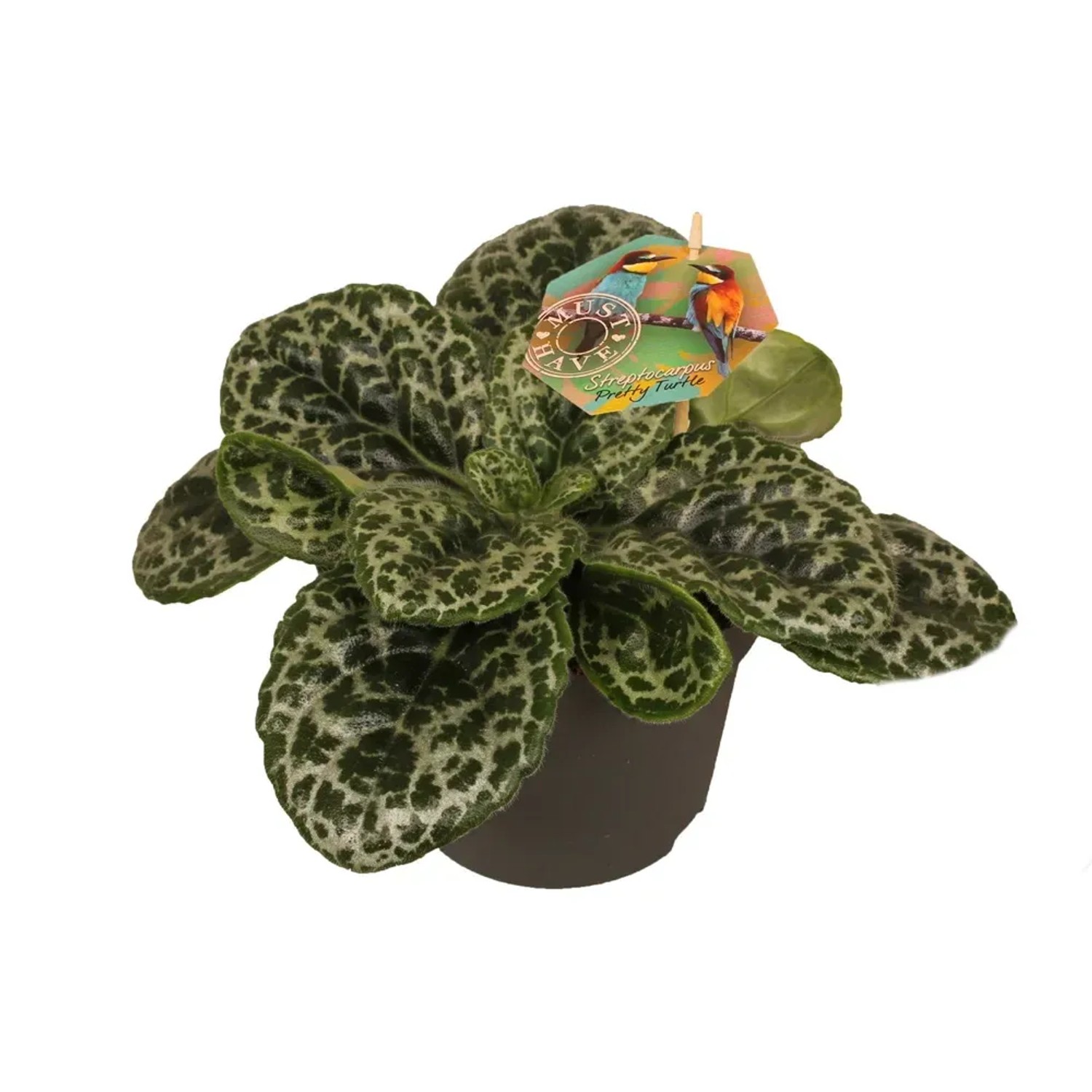 Skrętnik (Streptocarpus Pretty Turtle) - don. 17 cm