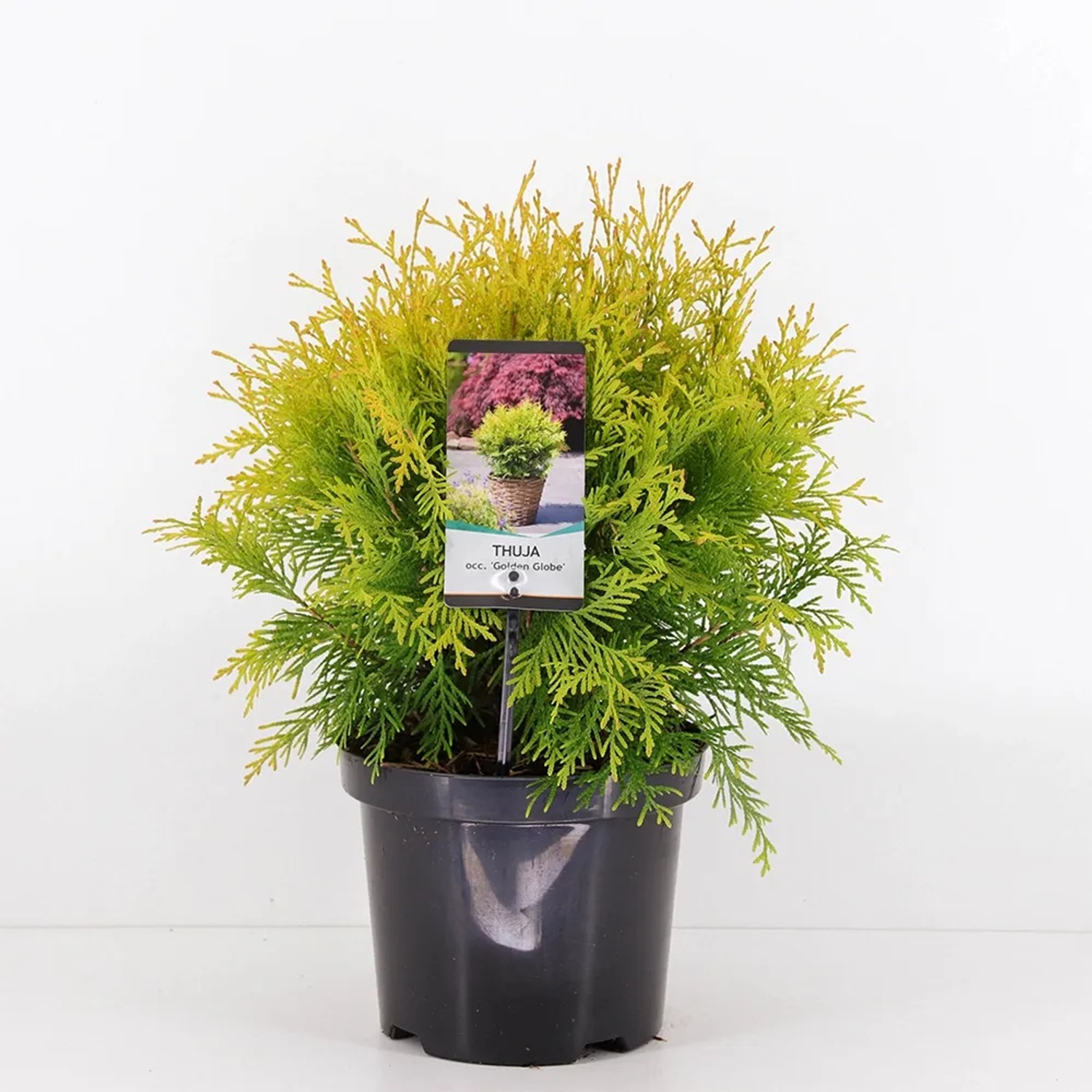 Tuja (Thuja) Golden Globe - don. 19 cm