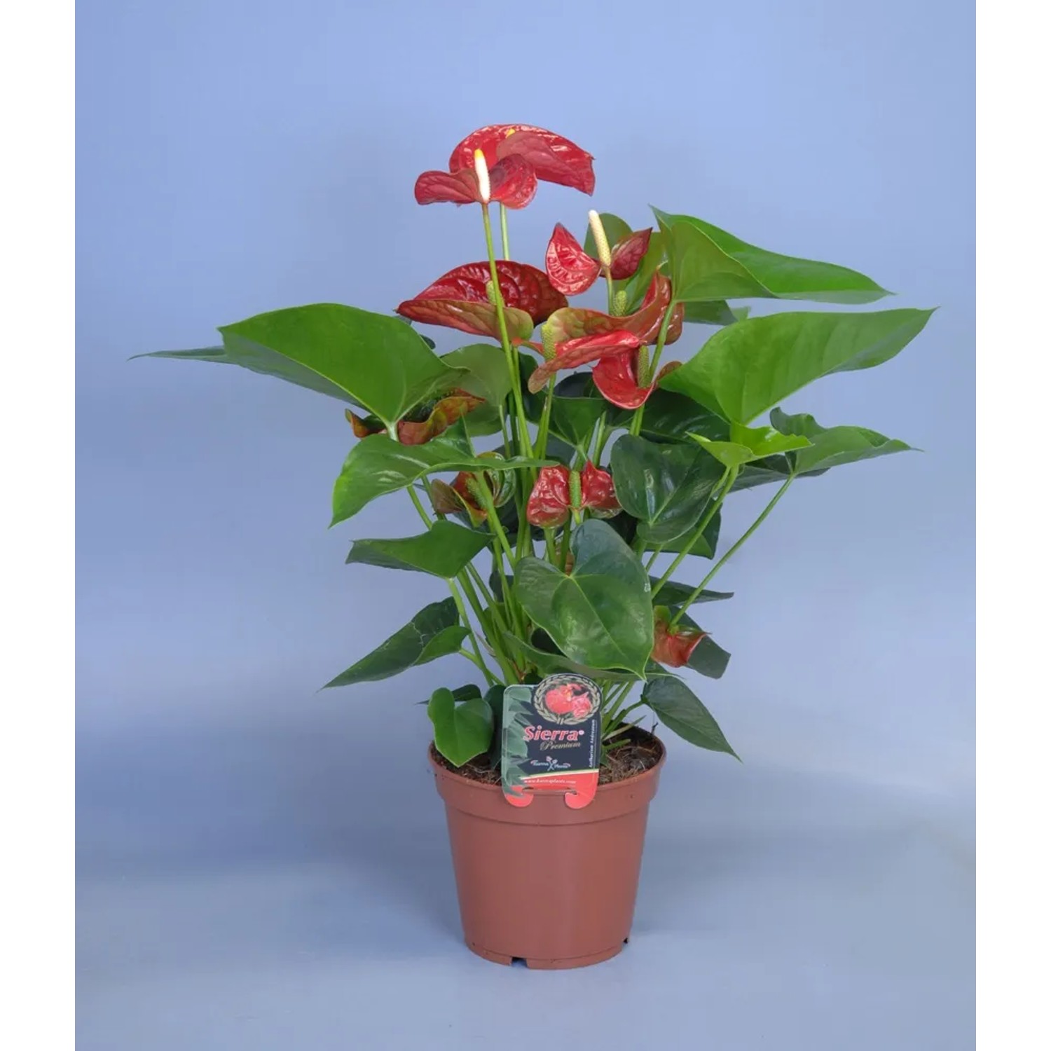 Anturium (Anthurium) Andreanum czerwień - don. 17 cm
