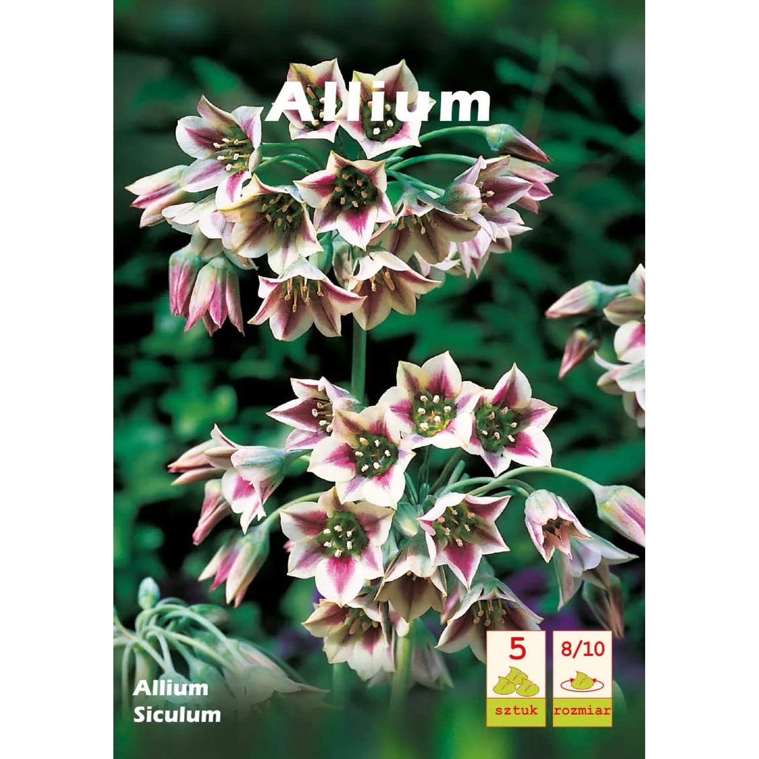 Allium Siculum 5szt