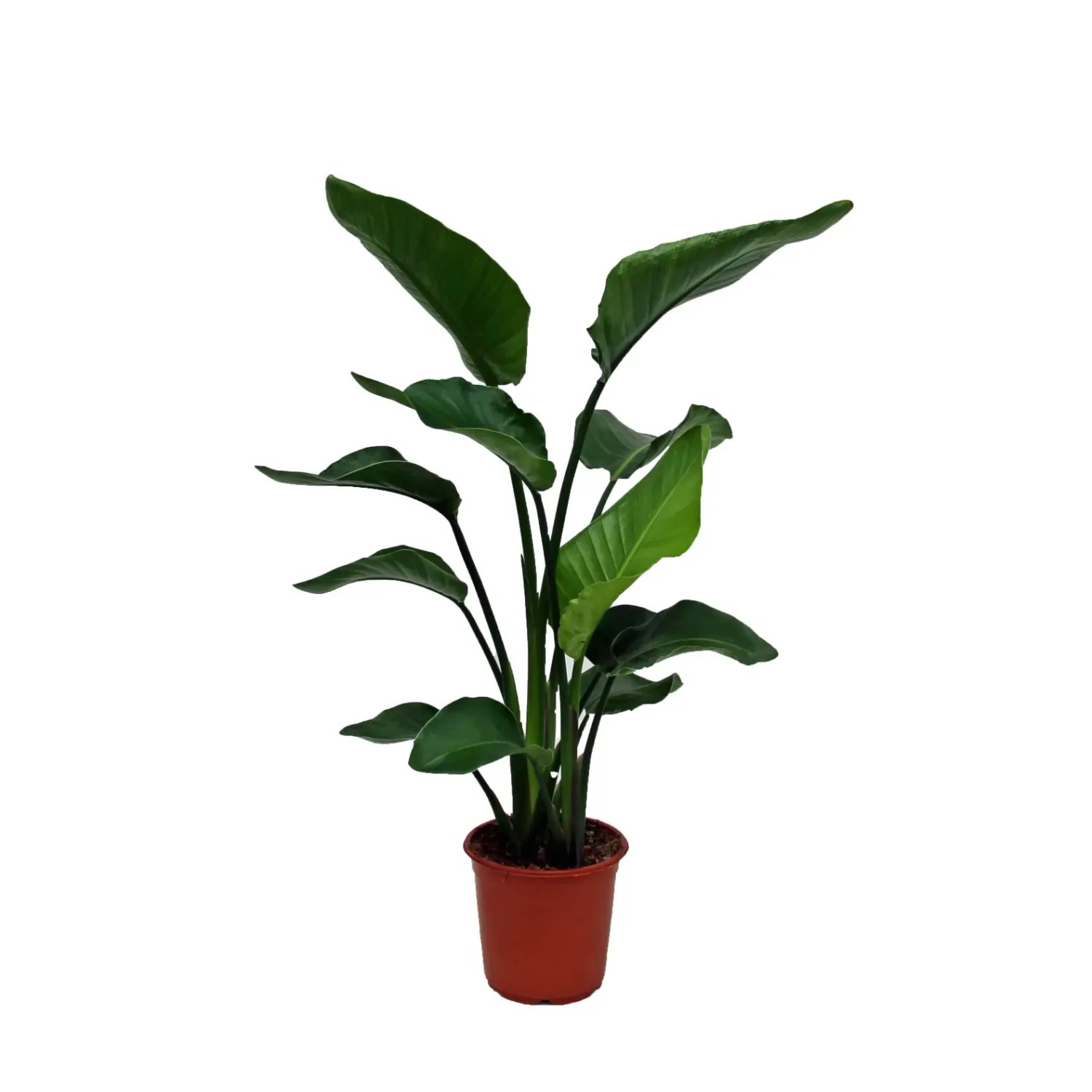 Strelicja biała (Strelitzia Nicolai) - wys. 160 cm, don. 23 cm