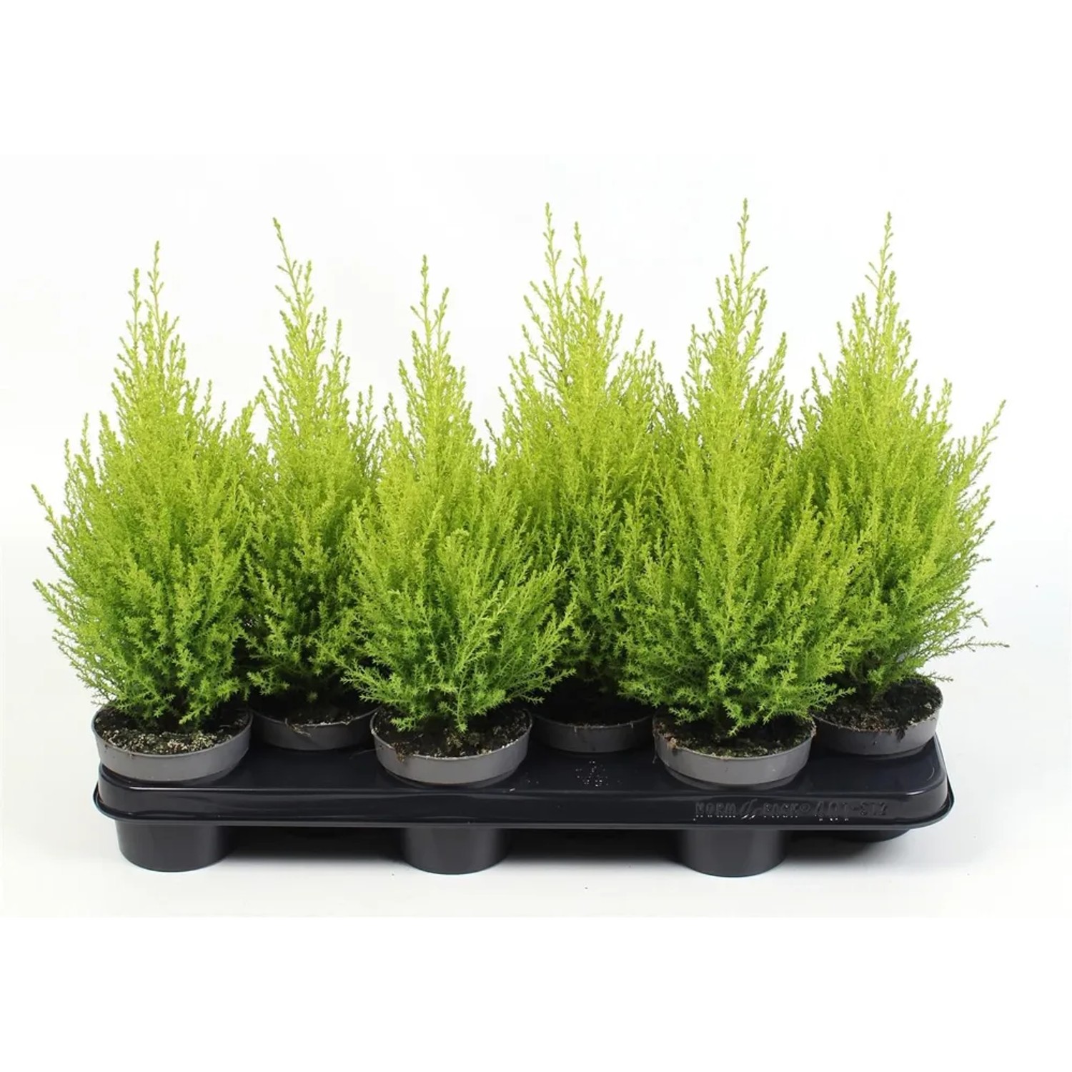 Cyprysik Gold Crest (Cupressus macrocarpa) 30-40cm don.10,5cm