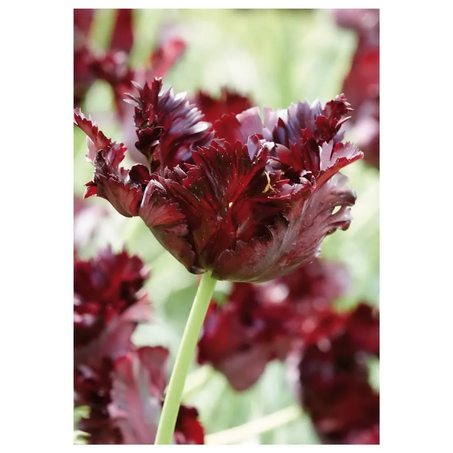 Tulipan Black Parrot 7 szt. bordowy
