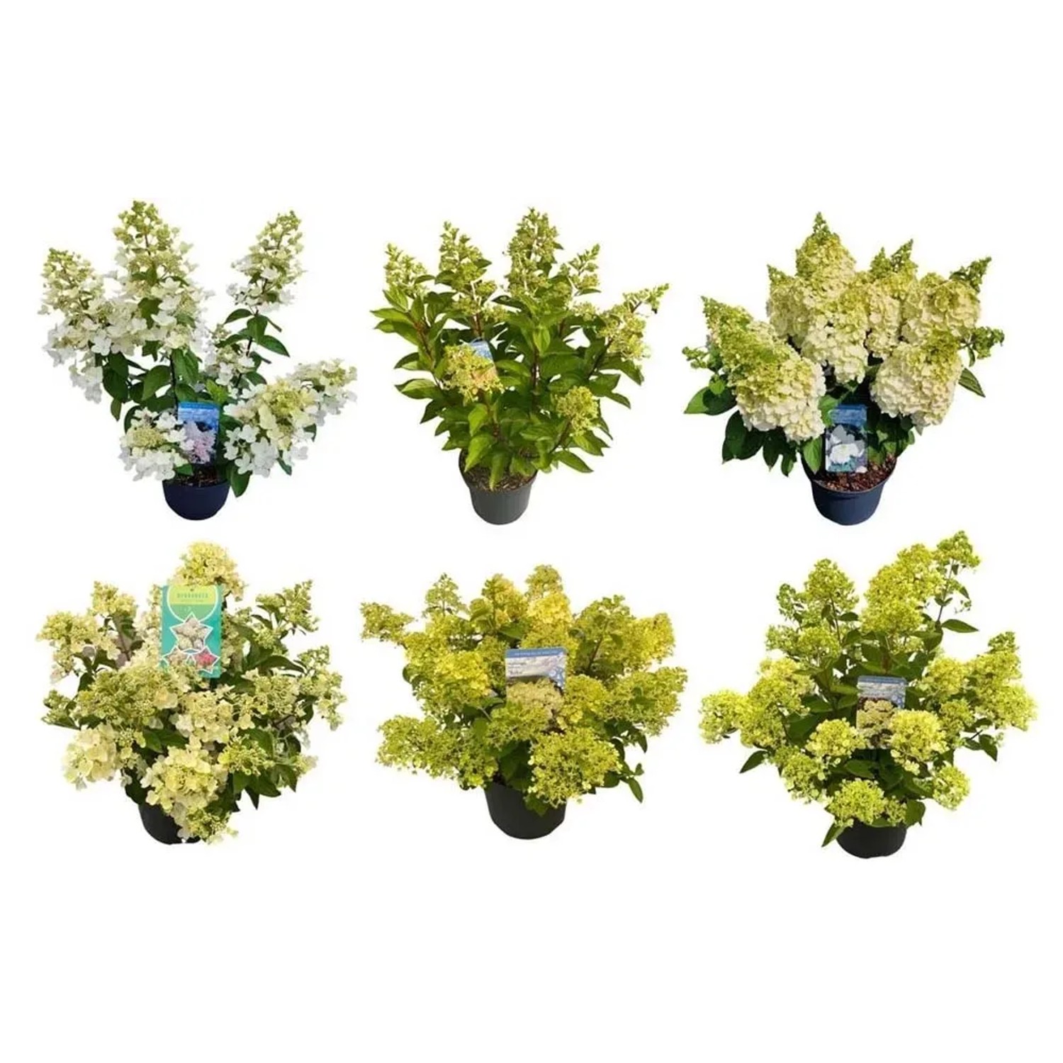 Hortensja bukietowa (Hydrangea Paniculata) mix - don. 26 cm