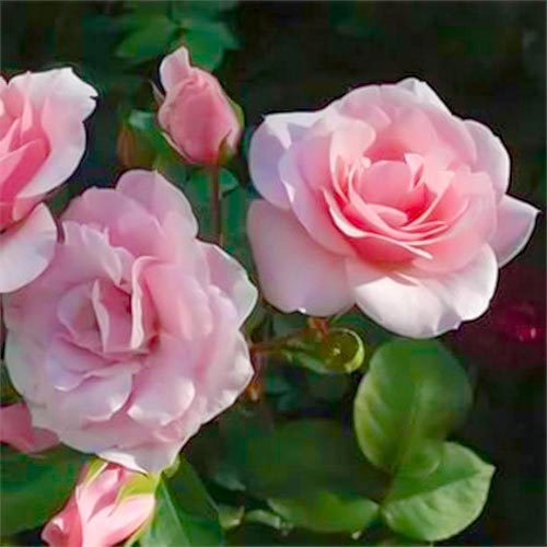 1 buc, Trandafir floribunda Diademe Rose - Butași: Mod de ambalare: 1 buc