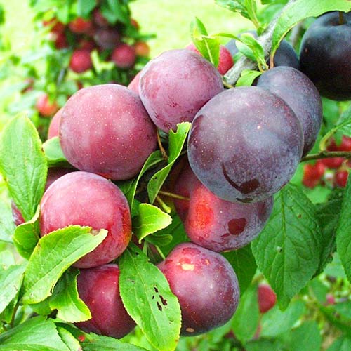 1 saz, Slivoň Ruby Crunch - : Monžstvo balíkov: 1 saz