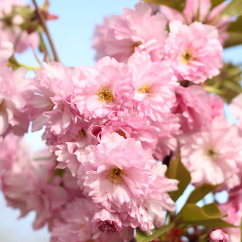 1 saz, Japonská třešeň Pink Perfection - : Monžstvo balíkov: 1 saz