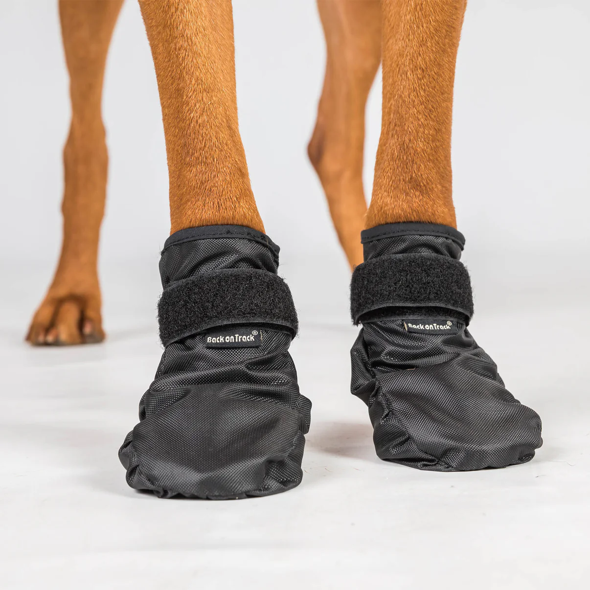 Back on Track buty dla psa Koda