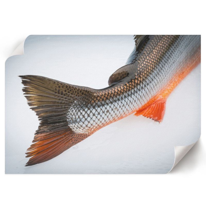 Plakat Do Sypialni ArtPrintCave 59,5x42 cm Rybi ogon Magdalena Dąbrowska 1 szt.