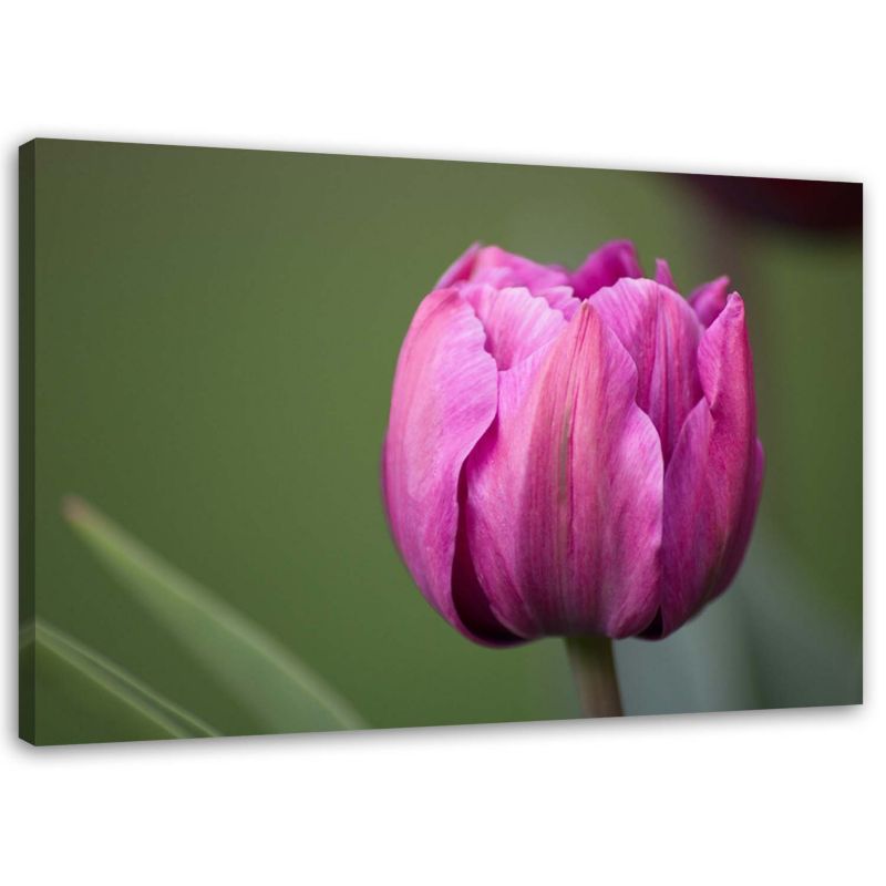 Obraz na płótnie Feeby Fioletowy kwiat tulipana 90x60cm 1szt