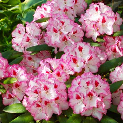 1 sadz, Rhododendron (Różanecznik) Danuta - Sadzonki: Ilość w opakowaniu: 1 sadz