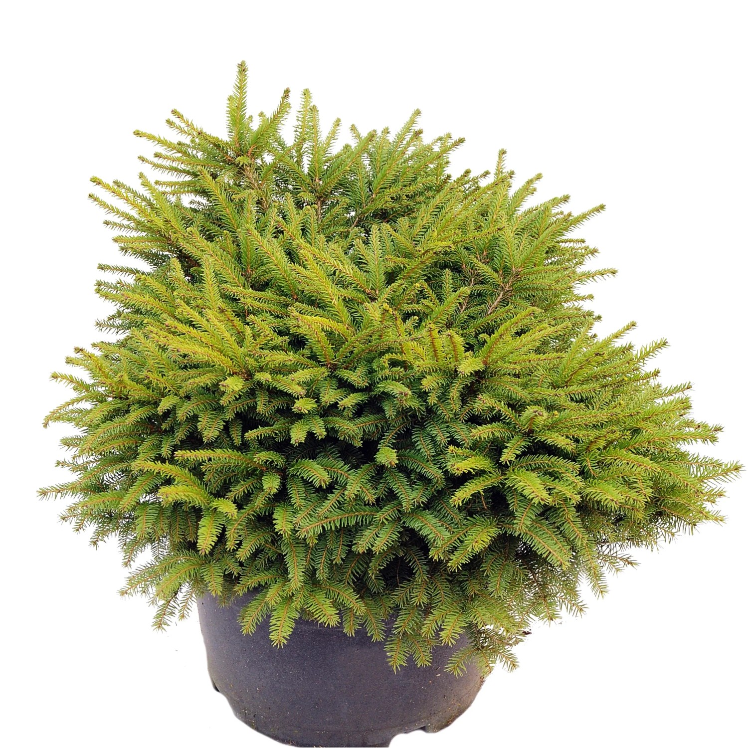 Świerk odm. Nidiformis (Picea sp.)