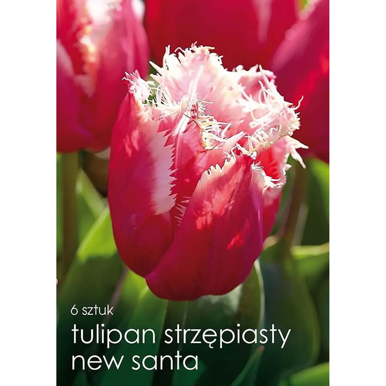 Tulipan odm. Santa (Tulipa sp.) - 6 szt.