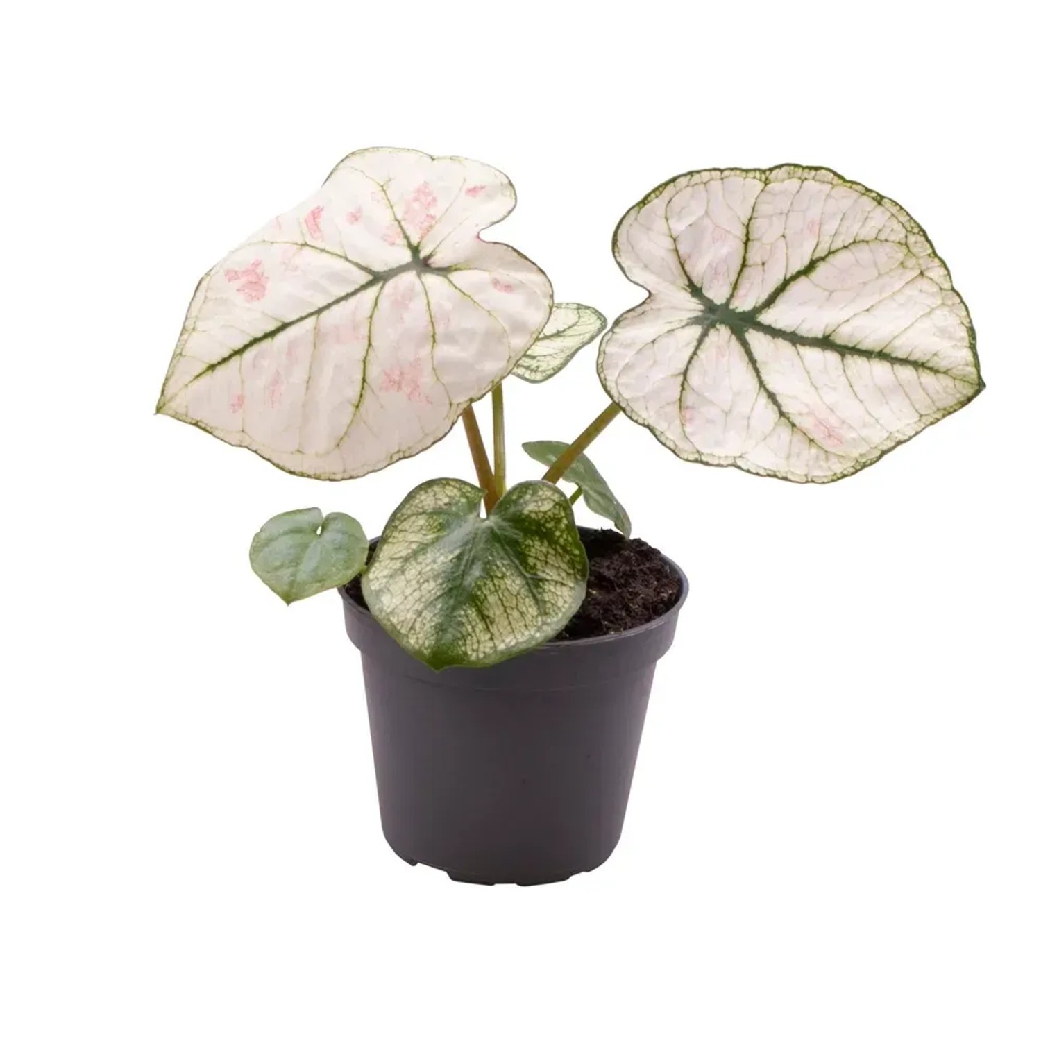 Caladium Kelly don. 6 cm