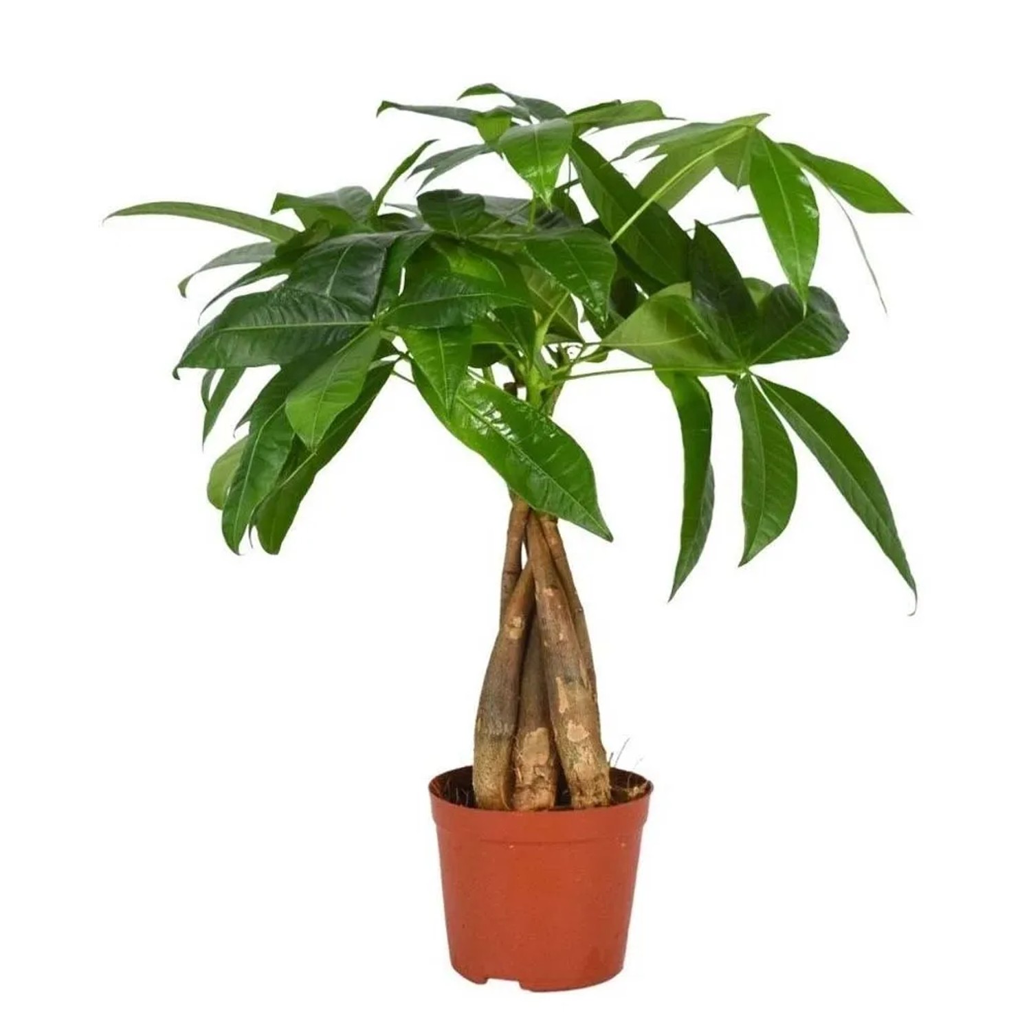 Pachira (Pachira Aquatica) pleciony pień - don. 12 cm