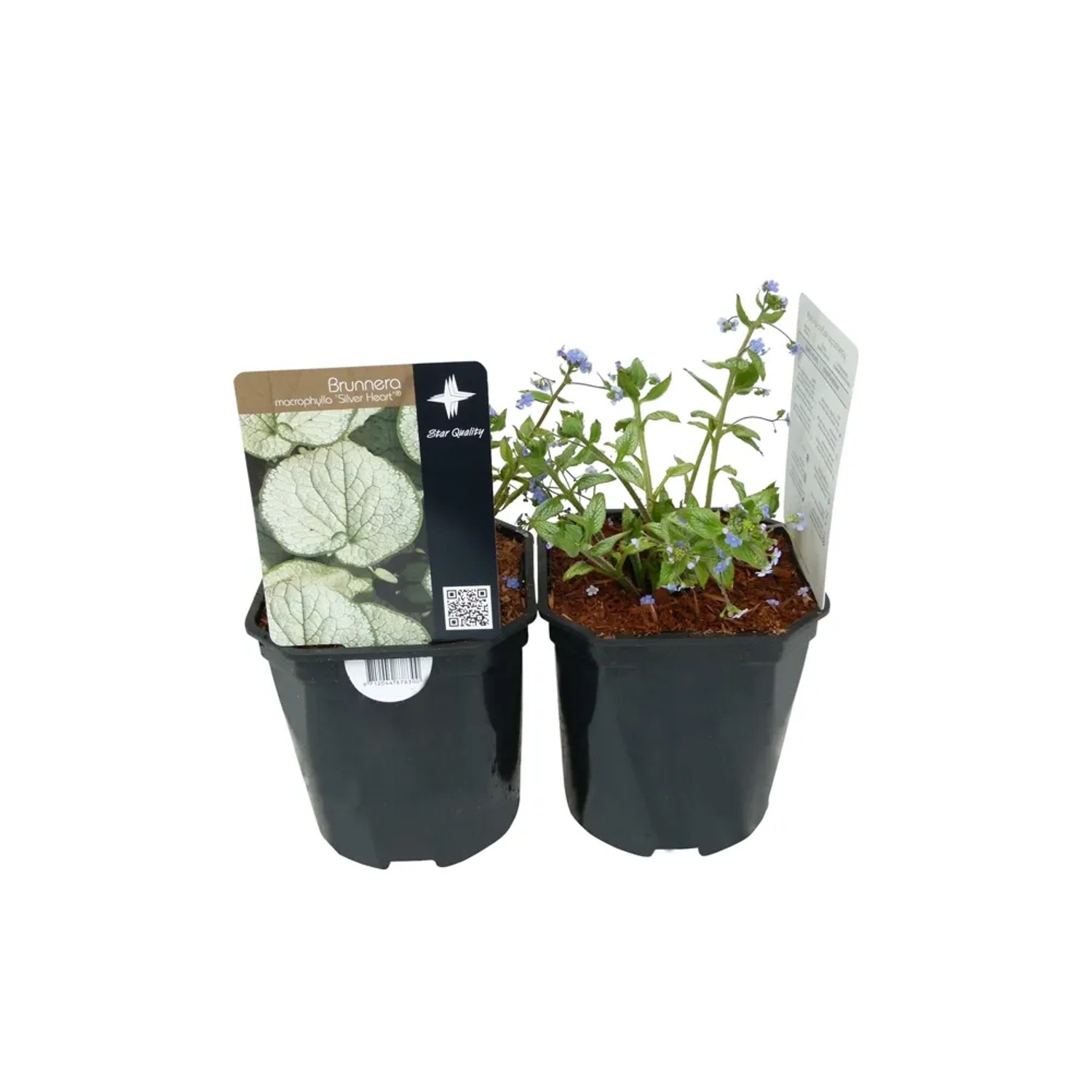 Brunnera Silver Hea wys. 40cm don. 17cm