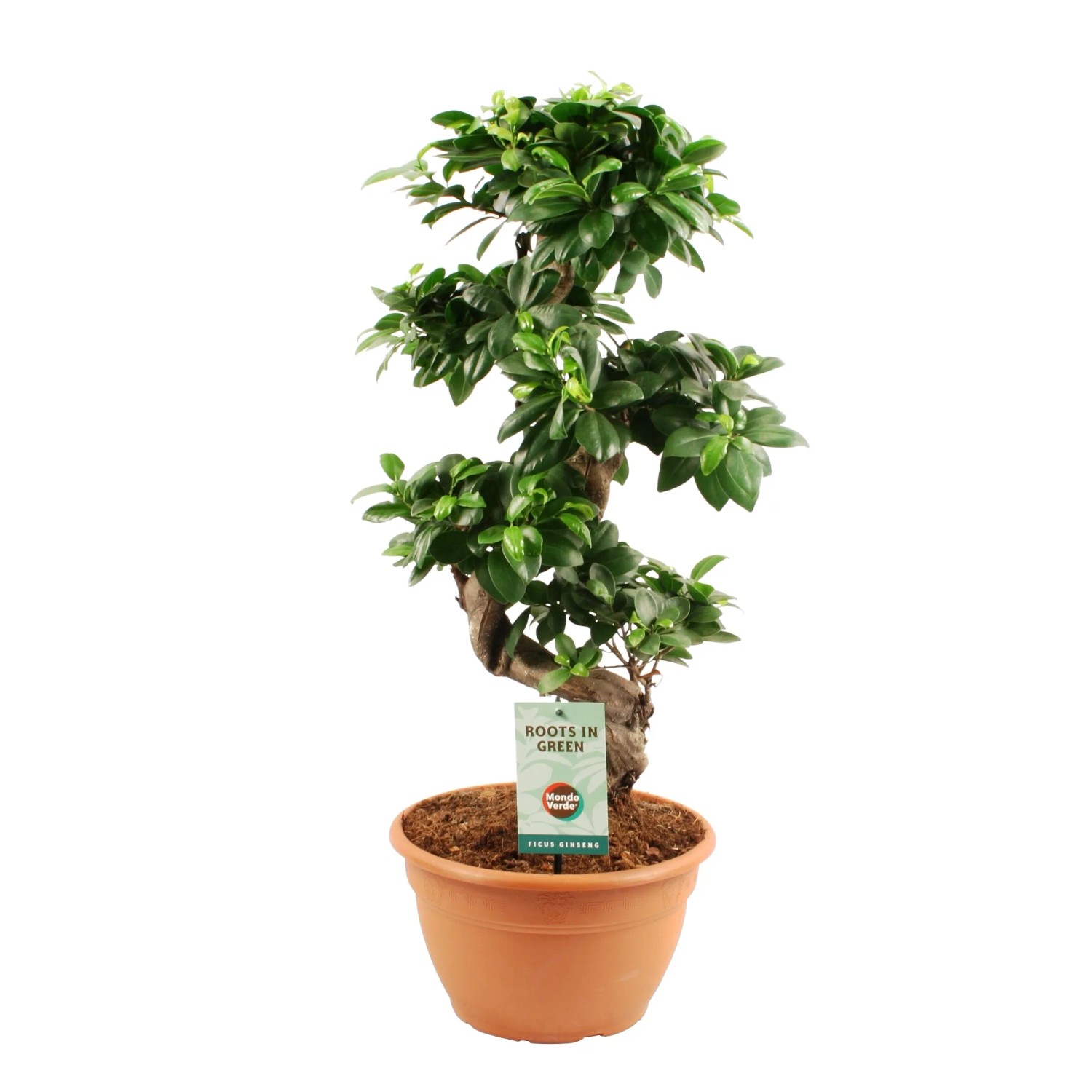 Figowiec tępy Ginseng (Ficus microcarpa) - don. 22 cm
