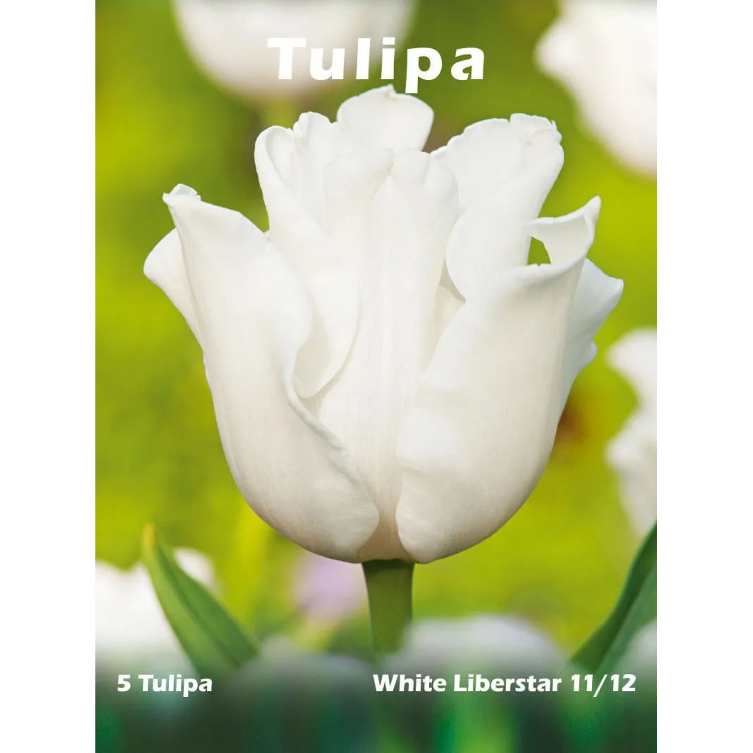 Tulipan odm. White Liberstar (Tulipa sp.)