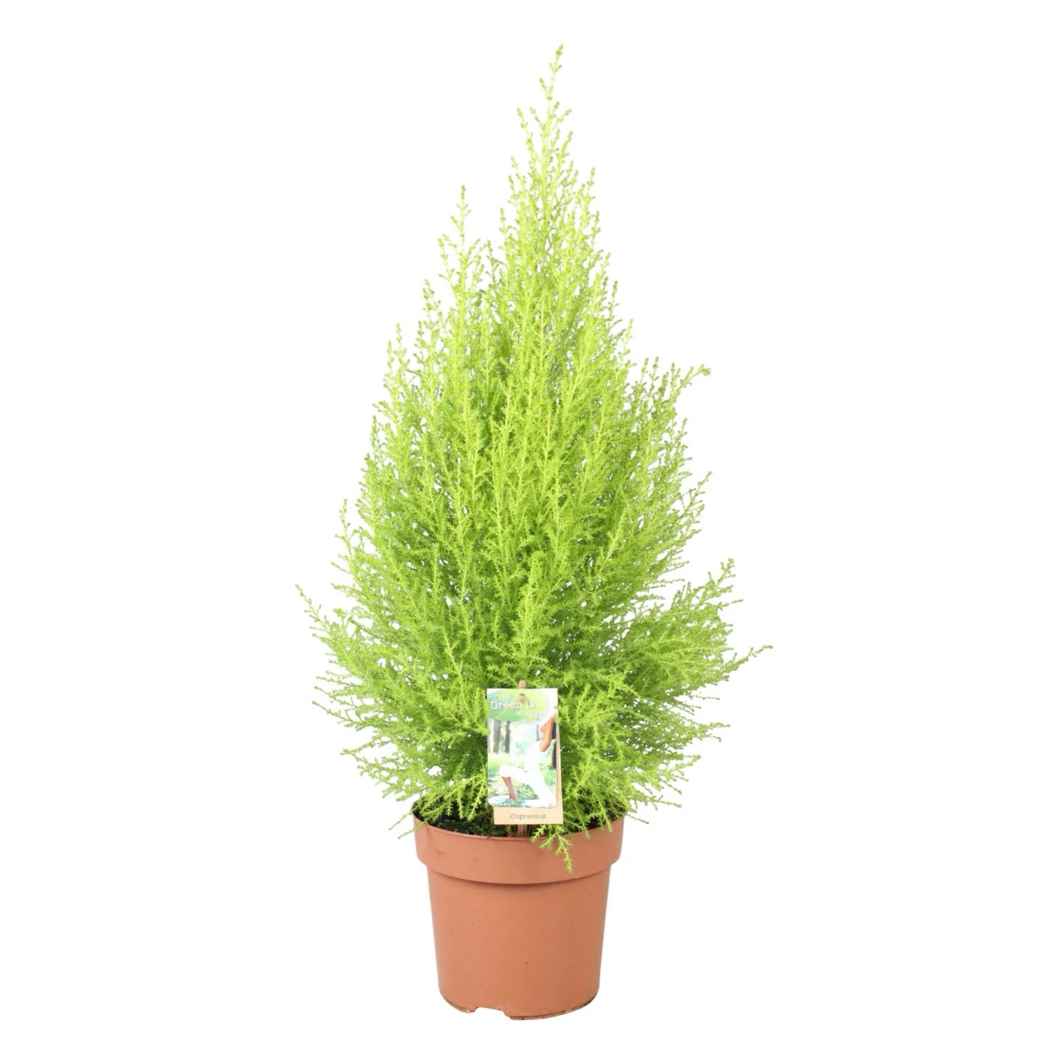 Cyprysik Goldcrest (Cupressus Goldcrest) don. 14 cm
