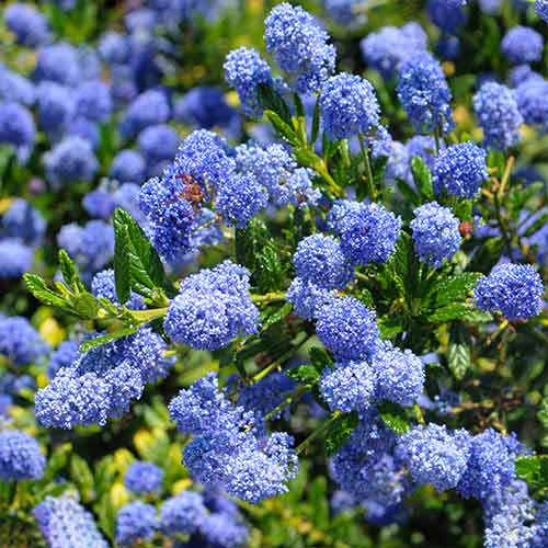 1 buc, Ceanothus Henri Defosse - Răsaduri: Mod de ambalare: 1 buc