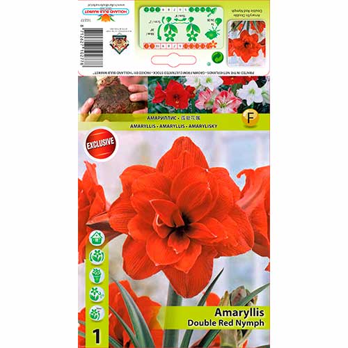 1 db, Szobaliliom (Amaryllis) Red Nymph - Hagymák: Mod de ambalare: 1 db