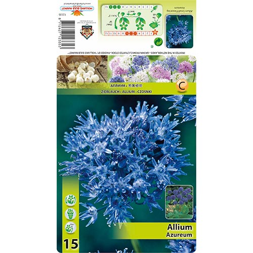 15 Stück, Allium Azureum - Blumenzwiebeln: Ilość w opakowaniu: 15 Stück