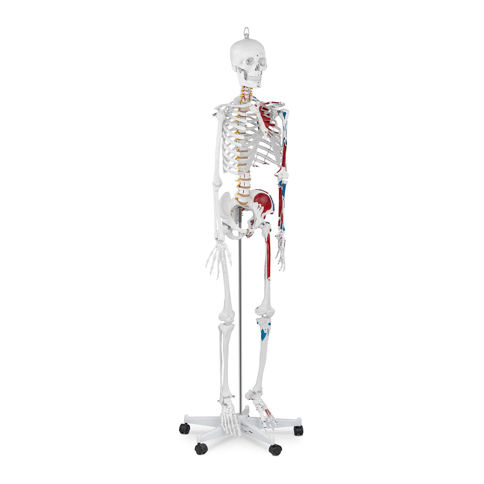 Model anatomiczny szkielet człowieka 180cm