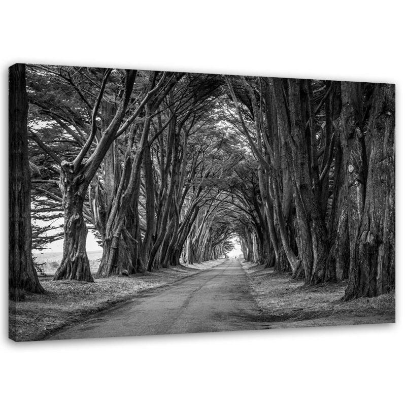 Obraz na płótnie Feeby Leśna aleja drzew czarno biały 30x20cm 1szt