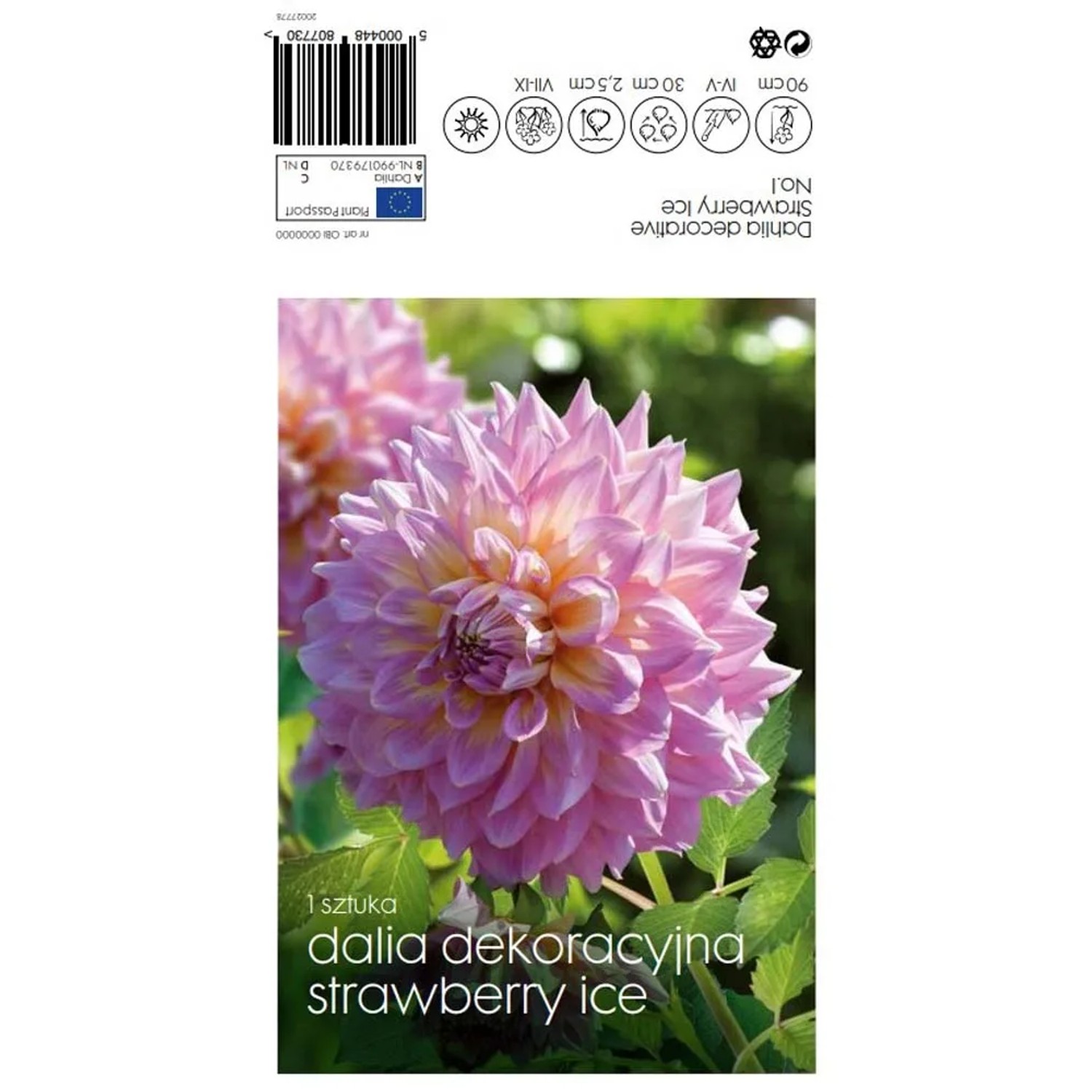 Dalia dekoracyjna Strawberry Ice - 1 szt.