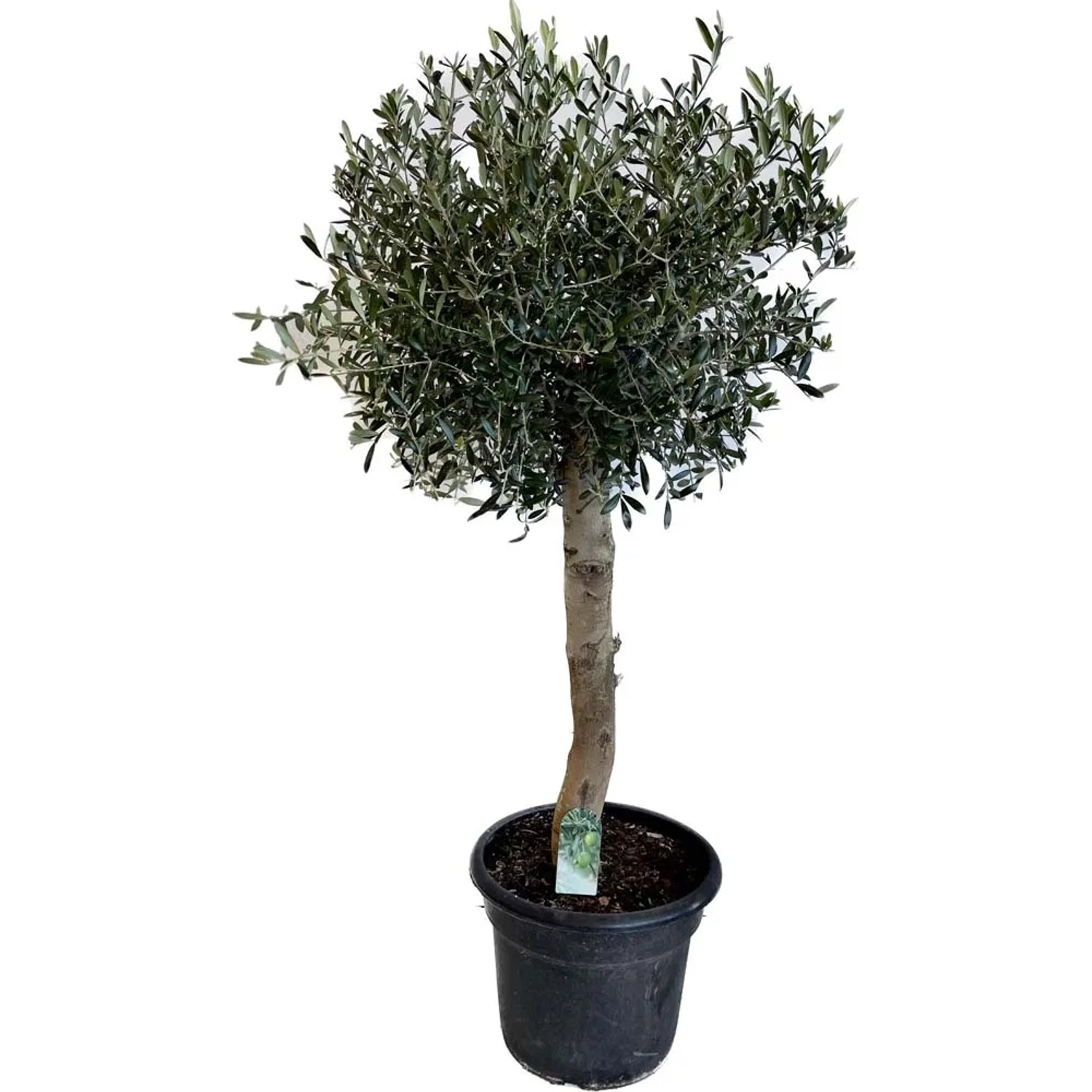 Oliwka drzewko - wys. 150 cm, don. 35 l