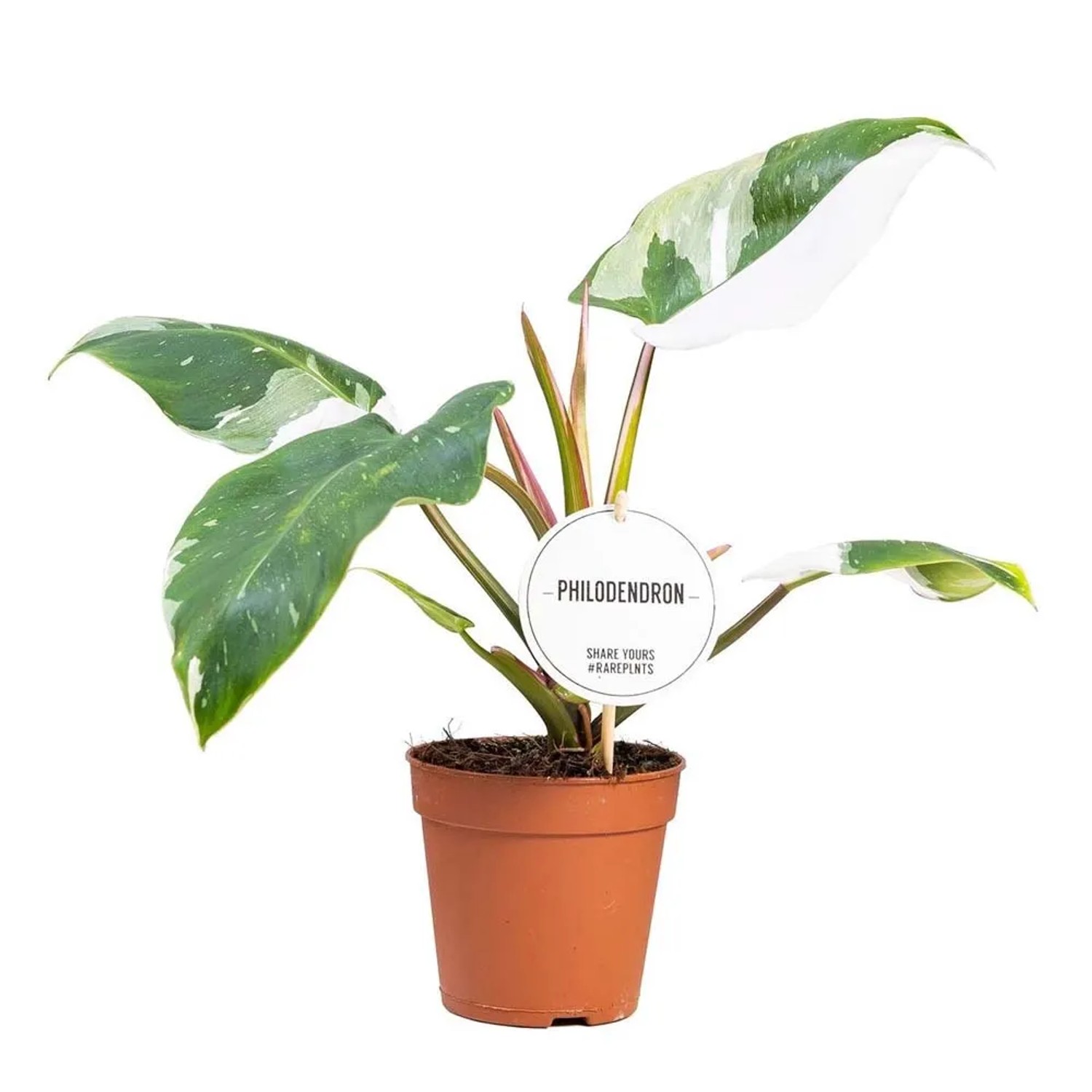 Filodendron (Philodendron) white Princess - don. 12 cm