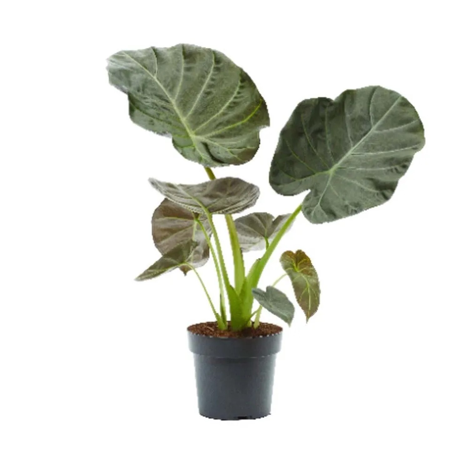 Alokazja (Alocasia) Regal Shield - don. 17 cm