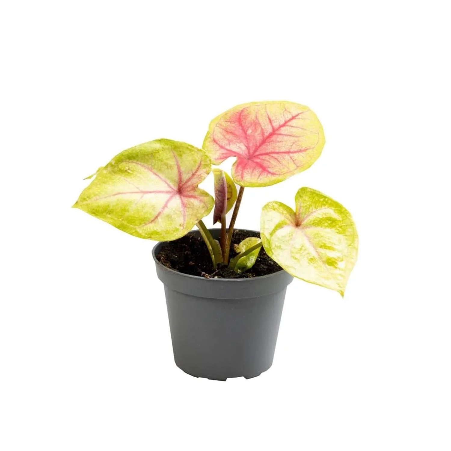 Caladium Bella - don. 6 cm