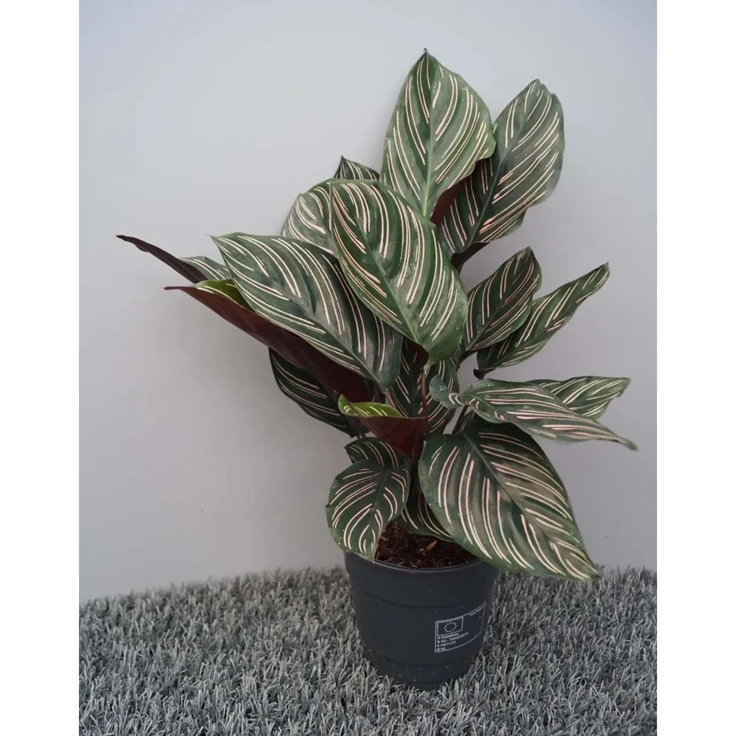 Kalatea (Calathea) Sanderiana don. 12 cm