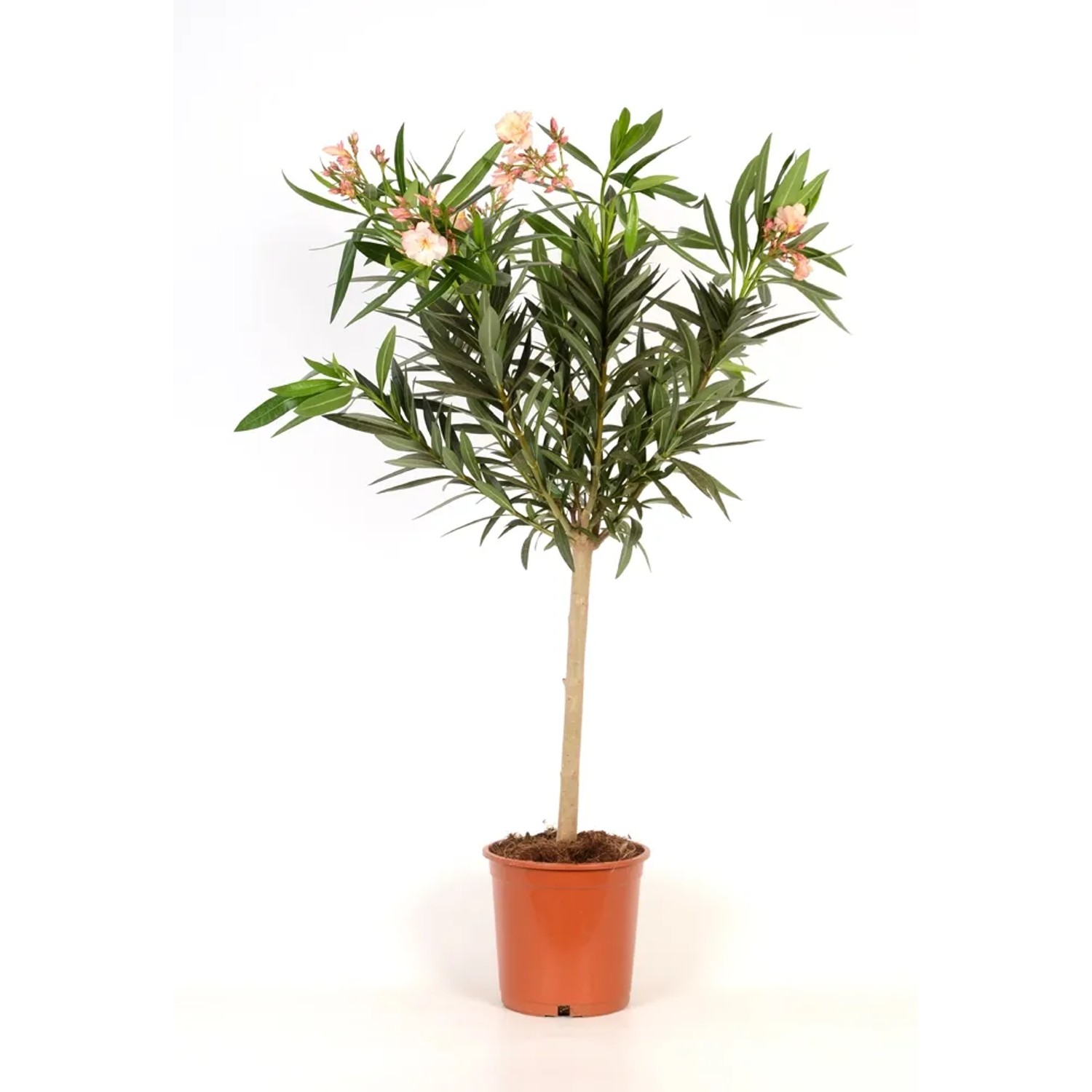 Nerium Oleander na pniu wys. 90cm don. 21cm