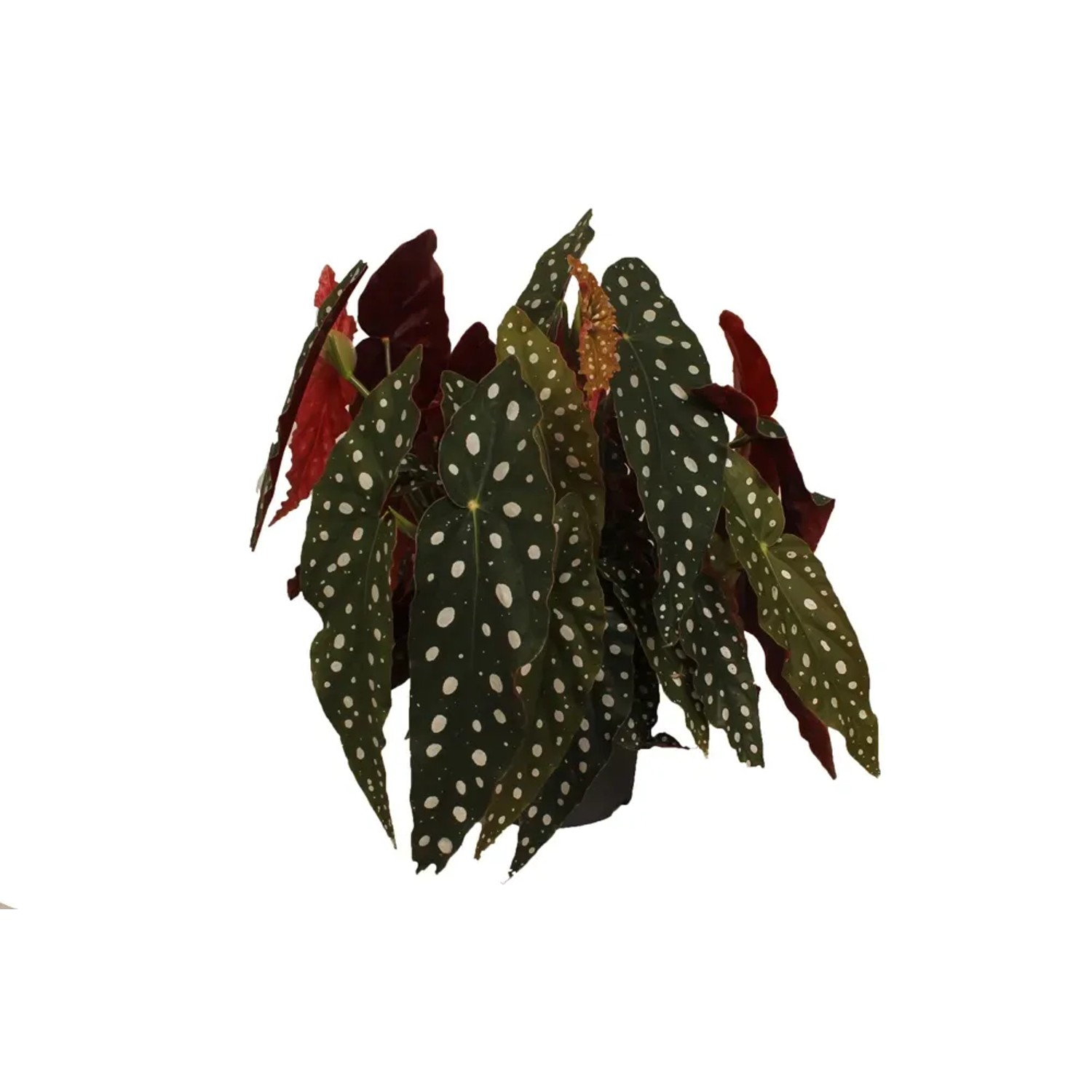 Begonia Maculata wys. 35-40cm
