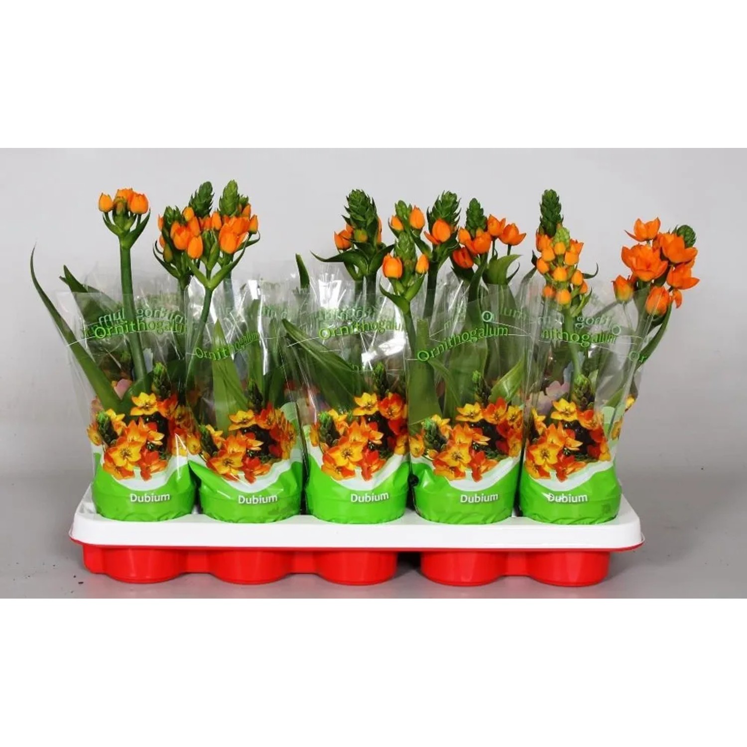 Ornithogalum dubium 1pęd 20cm don. 10,5cm