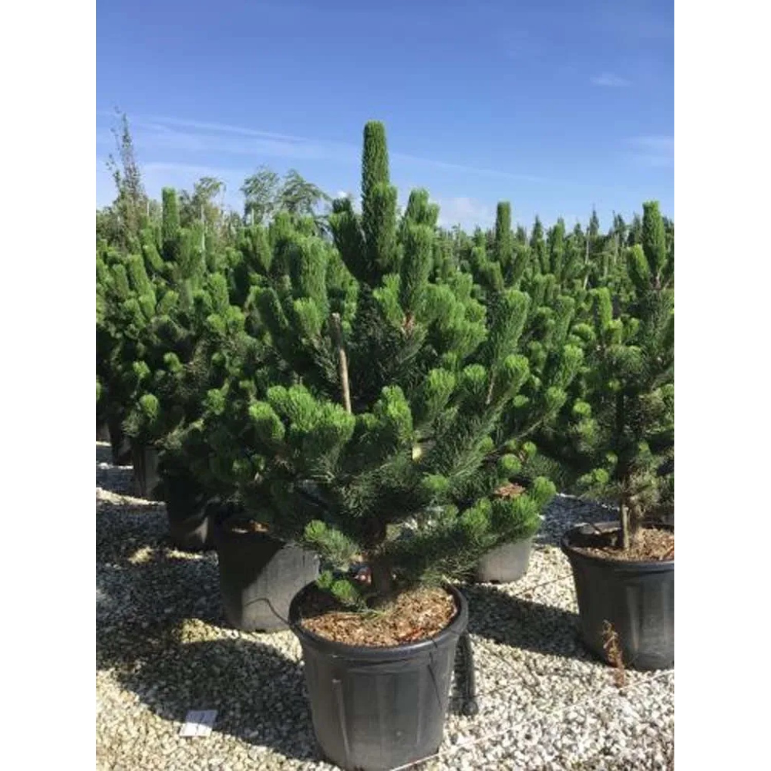 Sosna Oregon Green - wys. 100-125 cm