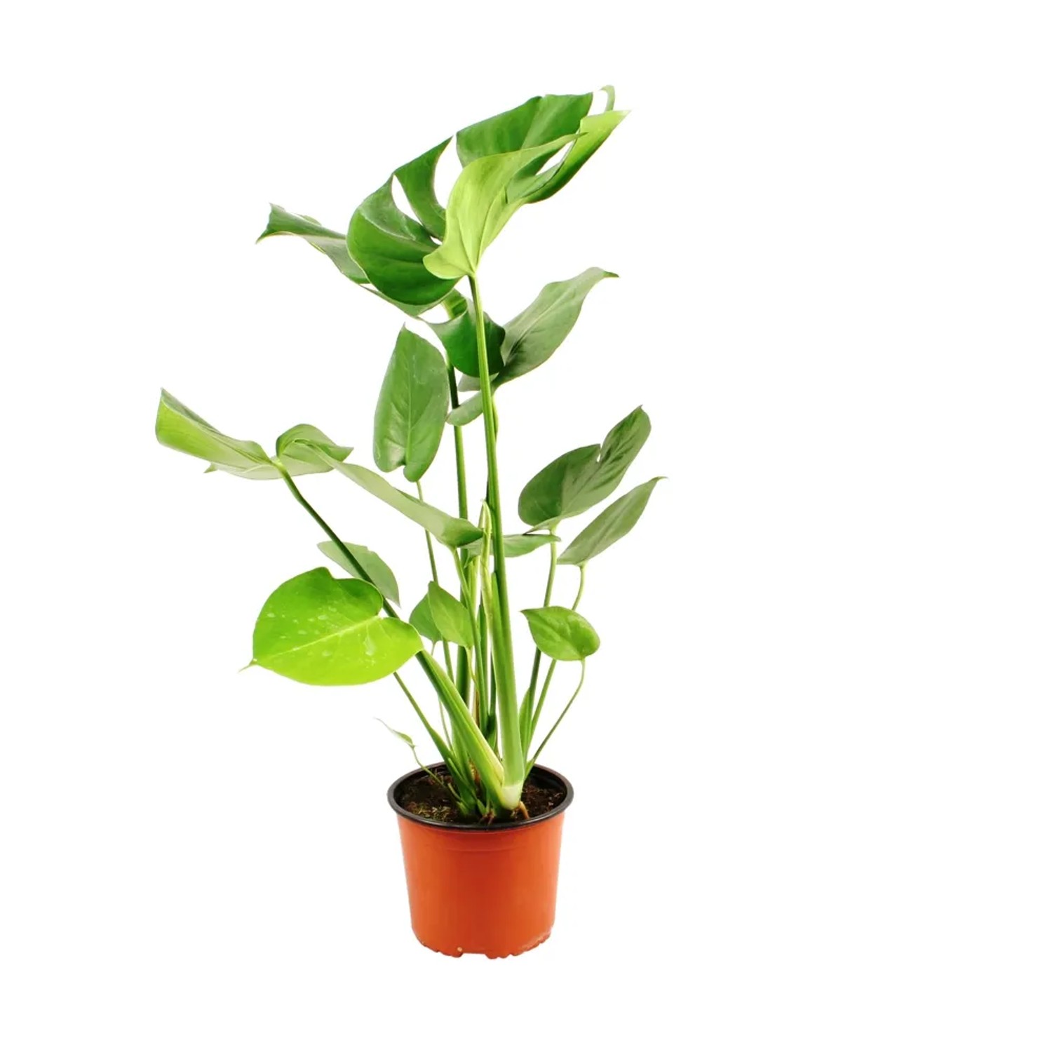 Monstera dziurawa (Monstera deliciosa) - don. 17 cm
