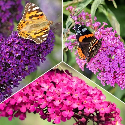 3 buc, Liliac de vară Trio, set de 3 soiuri - Răsaduri: Mod de ambalare: 3 buc