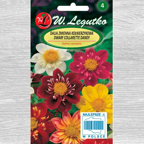 1 pac, Dalii Collarette Dandy, mix multicolor Legutko - Semințe: Mod de ambalare: 1 g