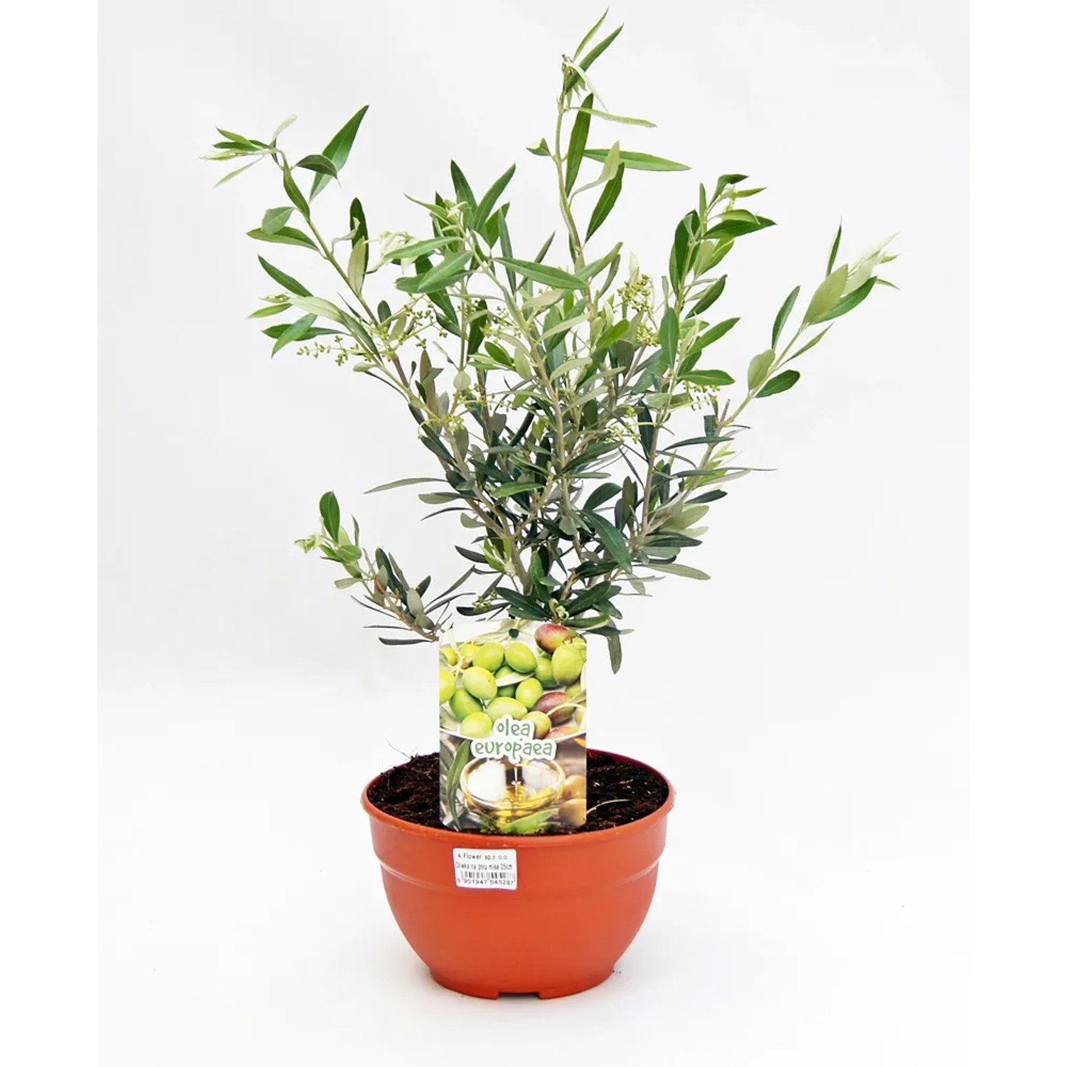 4Flower Oliwka na pniu wys.75cm don.25cm