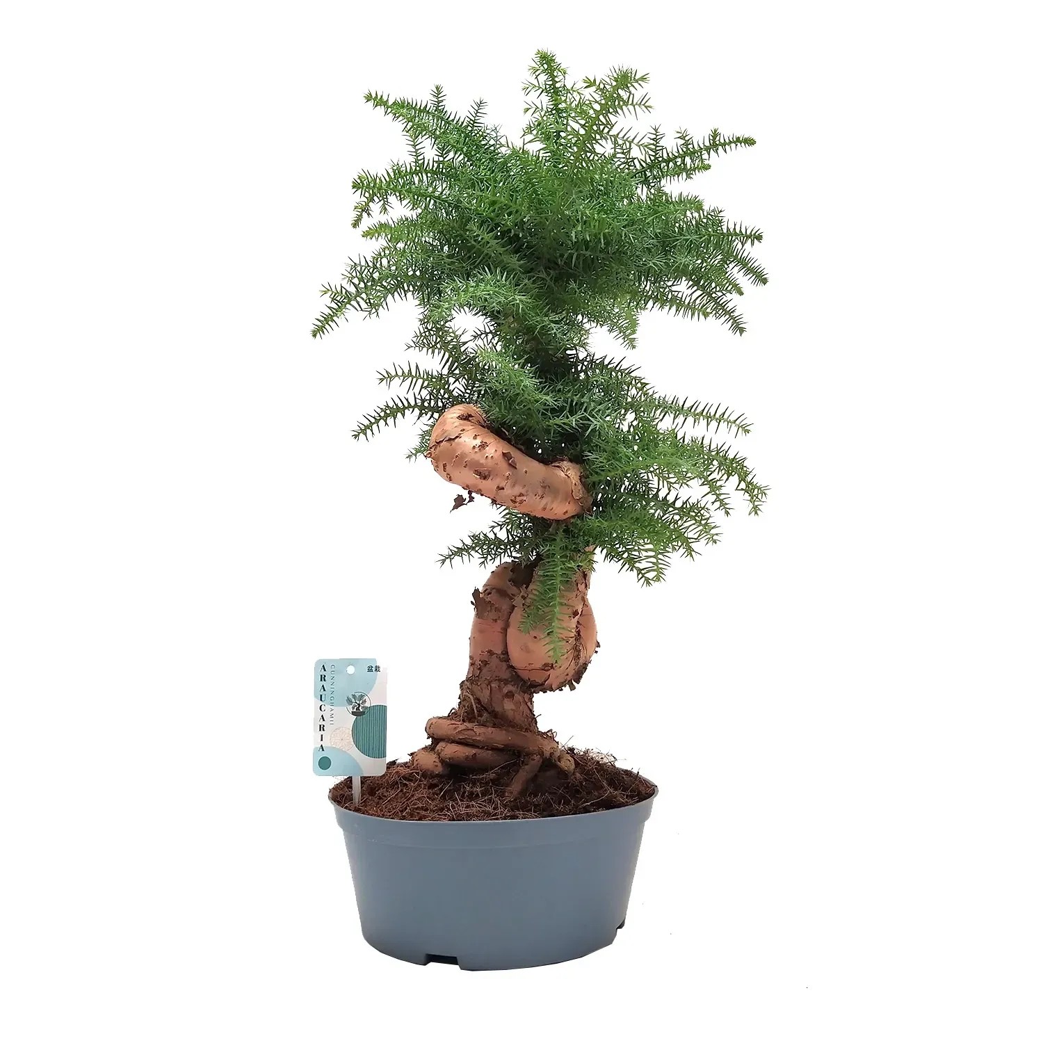 Araukaria wyniosła (Araucaria Cunninghamii) don. 23 cm