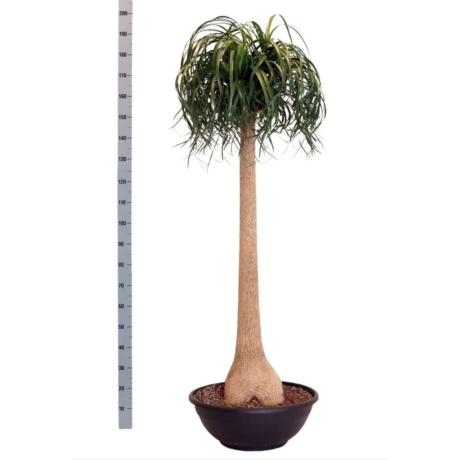Nolina (Beaucarnea) prosty pień - wys. ok. 180 cm, don. 60 cm
